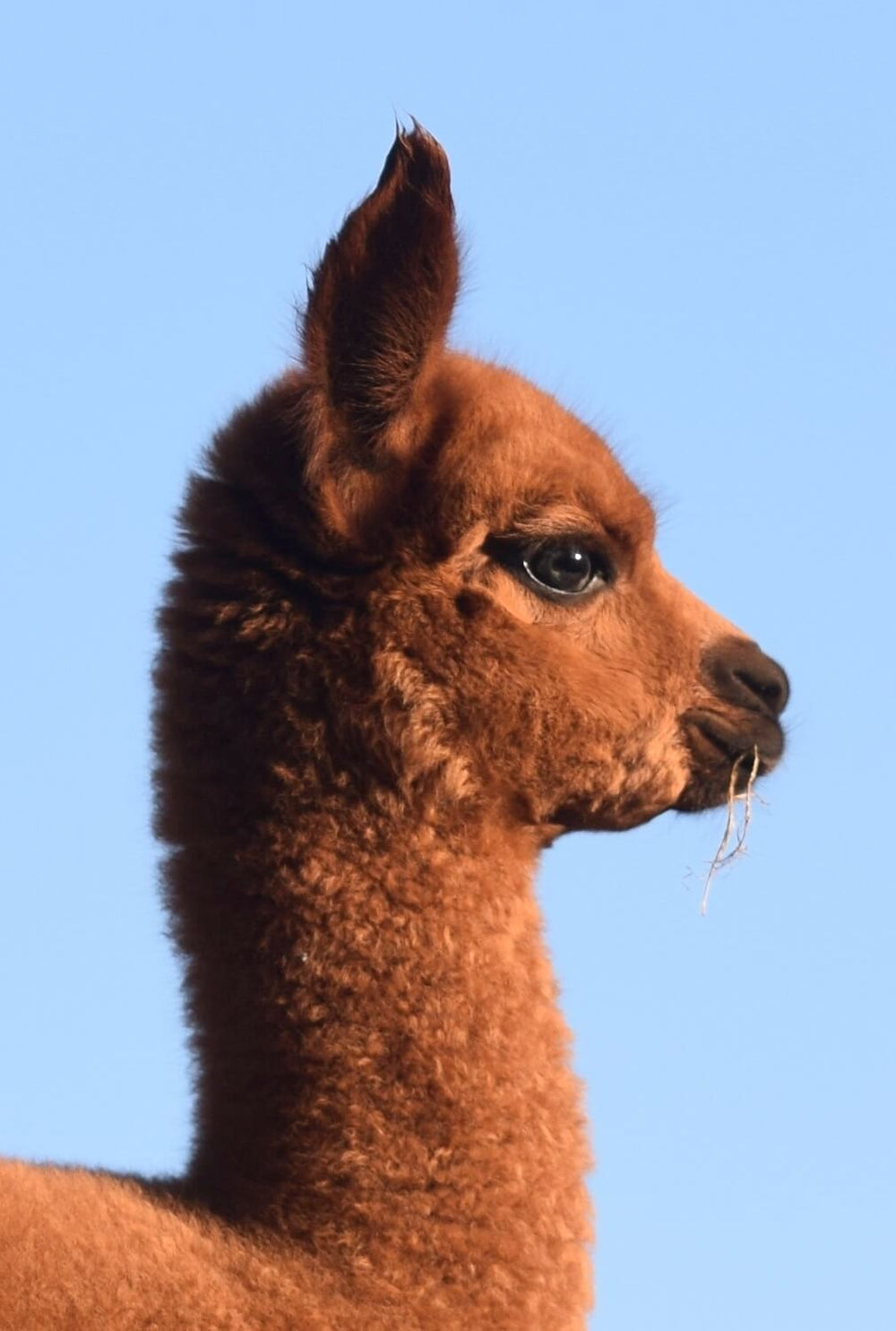 Alpaca Fiber - Everything You Need to Know